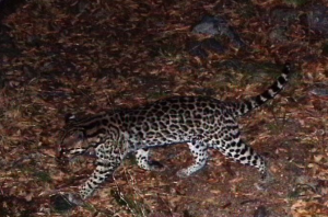 Recent image of the ocelot taken in the vicinity of the proposed Rosemont mine.